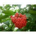 Natural 25% Anthocyanidin Elderberry Extract